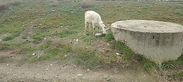 Keçilər, çəpişlər: Sanen keçisi 2 qarna boğazdı qiymetde cuzi endirim olar riyal alclar — 1