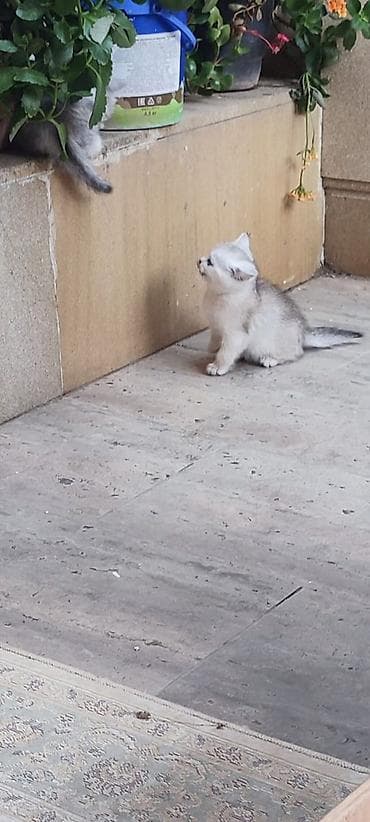 Pişiklər: Britan — 9