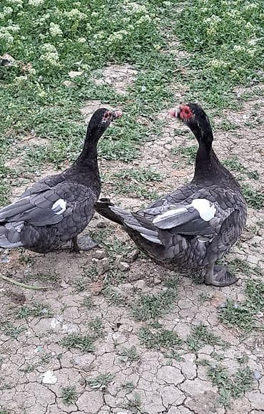 bala tutuquşu: Erkək, | Macar, Damazlıq, Pulsuz çatdırılma — 3