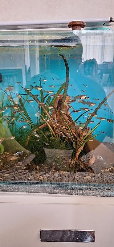 ev heyvanları it: Quppi, Sülhsevər, Ünvandan götürmə — 3