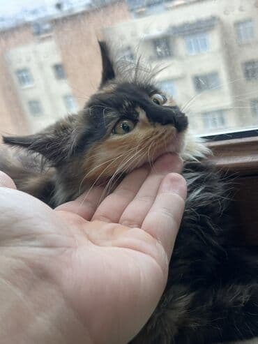 Akvarium aksessuar və ləvazimatları: Yaxşı əllərə — 3