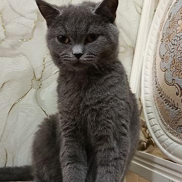 it qiz seksi: Biritan dişi 1 yaşı var cox aqilli pisikdir — 3