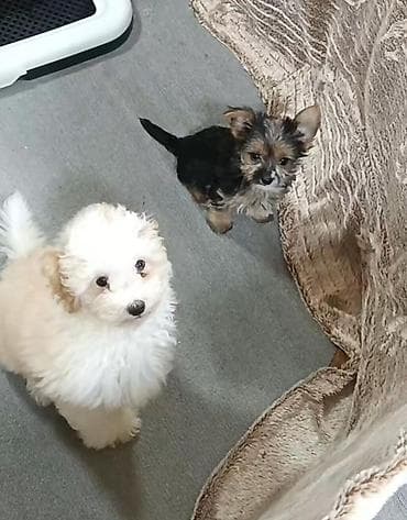 Ag pudel erkəkdir, 3 aylıqdır. York 2.5 aylıqdır, erkəkdir. Hər