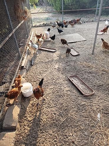 Yeni banlayan Xoruzlar 6 aylıqdı 
12 manat