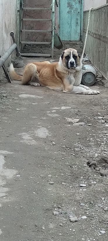 Alabay, 1 il, Erkek, Ünvandan götürmə lalafo.az -da Alabay, 1 il, Erkek, Ünvandan götürmə