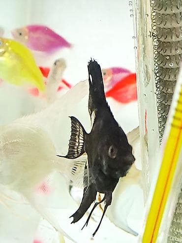 Quşlar: Mələk balığı (skalyari), Sülhsevər — 1