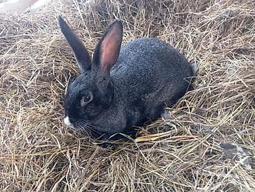 Quşlar: Heyvan: Dovşanlar (bir neçə fərqli rəng və tip) Təsvir: - Seçimlər — 6