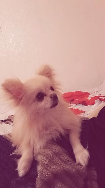 Quşlar: Şpitz, 2 ay, Dişi — 4