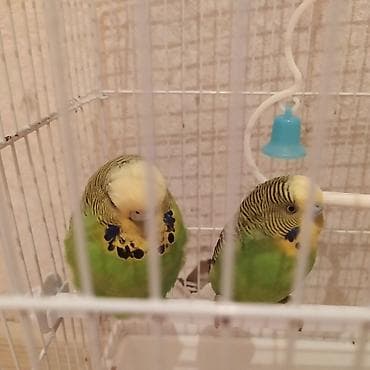 quş evi: Məhsul: Dalmatin naxışlı yaşıl-sarı rəngdə 2 ədəd dalğıc papuqay — 2