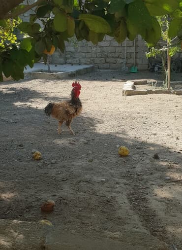 dekorativ quş: Xoruz, il: 1, Ünvandan götürmə — 1