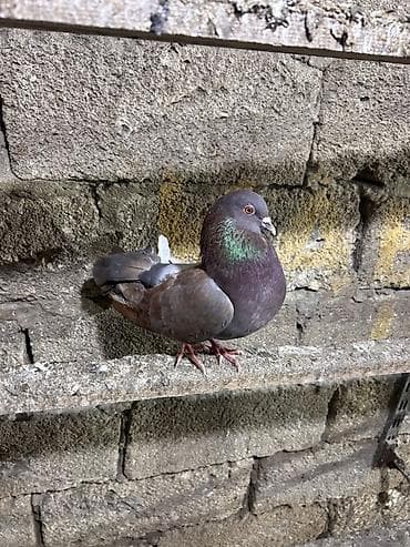 göyercinler: Saglam heyvanlar hec bir problemi yoxdu qiymet 3 ne aiddi tek tek — 8