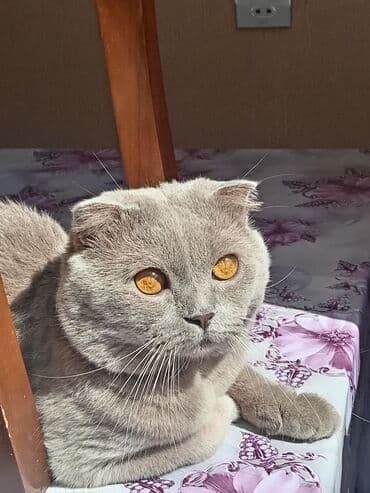 шотландская вислоухая кошка цена в баку: Шотладская вислоухая, Самец — 2