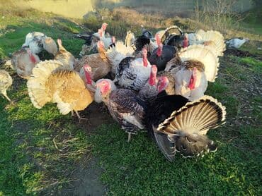 yumurtlayan toyuq satilir: Erkək, Damazlıq — 3