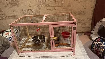 Gəmiricilər: Qefesle birlikde satiram. Evde cox olmuram deye tek qalir xais edirem — 1