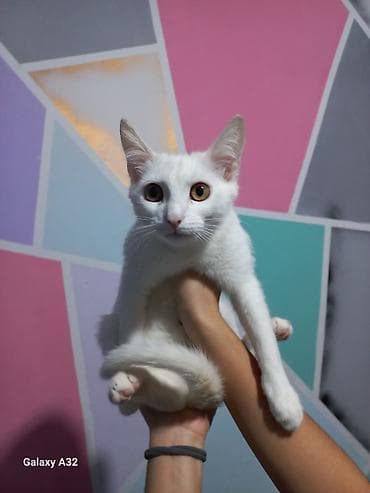 şotlan pisiyi: Yaxşı əllərə — 3