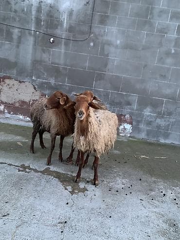 Audi: Boğaz qoyunlar satılır yelin eliyiblər — 2