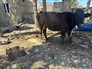 Inəklər, öküzlər: Südlük inək - Rəngi: qara - Buynuzlu, zəncirlə bağlama üçün boynunda — 2