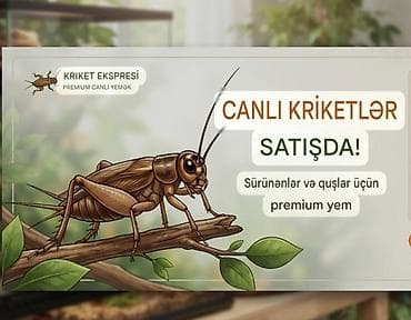 balaca it adlari: Məhsul: Canlı kriketlər – sürünənlər və quşlar üçün premium yem — 1
