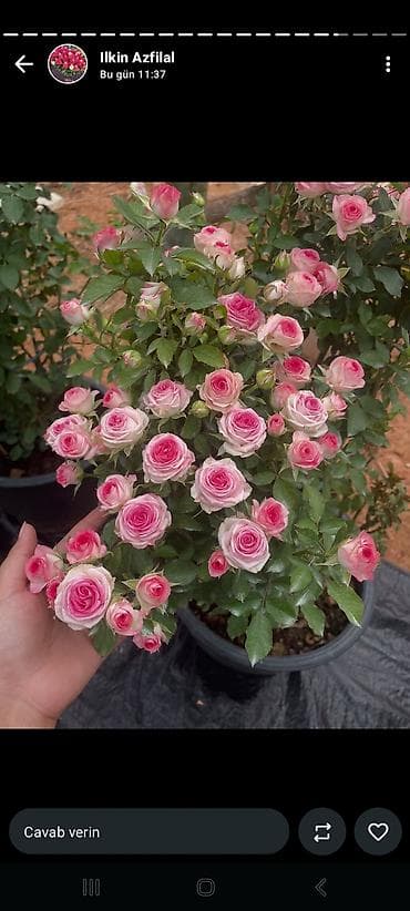 гул: Məhsul: Qızılgül kol gülləri – çoxçeçəkli, dekorativ sortlar Təsvir — 4