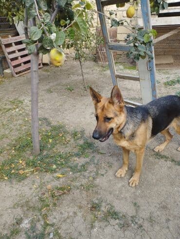 barter it: Alman çoban iti — 4