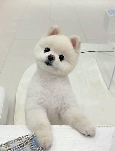 Pekines, 3 ay, Dişi, Sənədli, Ünvandan götürmə