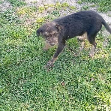 gelincik heyvan: Peyvəndli — 4