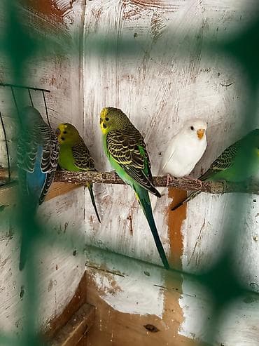 Tutuquşları: Cütə hazır erkek mavi erkek tutuqusular satılır, əlaqə votsap yalnız — 4