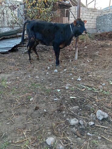 it etibarlı əllərə verilir: Satlıq mal-qaralar - 2 baş bala: biri al-qəhvəyi-ağ ləkəli, digəri — 6