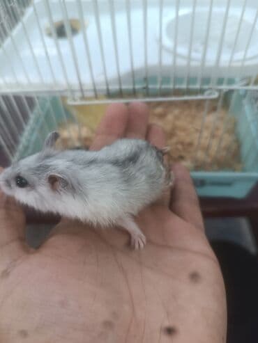 yem cəkən: Balaca boz rəngli cırtdan hamster, ağ rəngli qarın nahiyəsi və tünd — 1