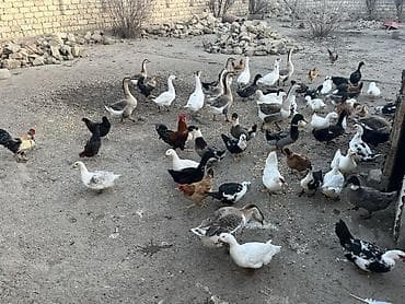 Heyvanlar üçün mallar: Salam şekilde gördyüvüz heyvanlardan toyuğlar qazlar birde ağ ördeyler — 3