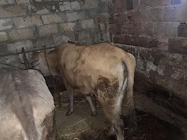 cins heyvanlar: Satılır: yerli cins danalar (3 baş) - Şəkillərdə görünən tövlədə — 1