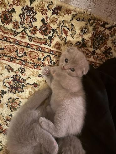 pişik oyuncaq: Şotland yastı qulaq — 5