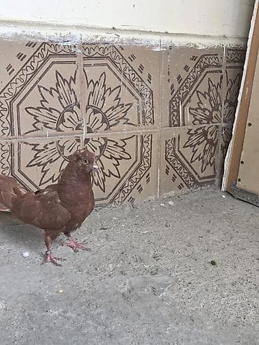 goyərclər: Qan qirmizi saglam baladi tulekdedi deye pis dusub ag goz baladi — 2