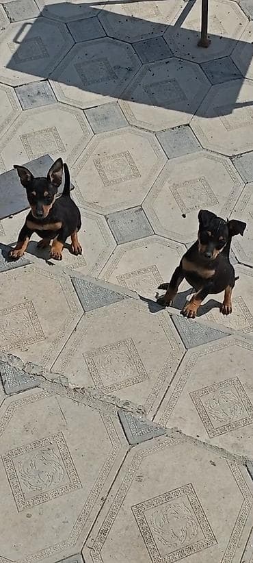 pitbull sekilleri: Miniatür pinçer, 2 ay, Dişi, Peyvəndli — 2