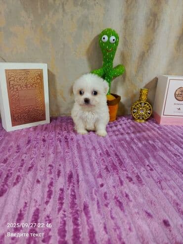 Sevimli ağ rəngli balaca it balası (mini toy pudel ölçü). Qısa