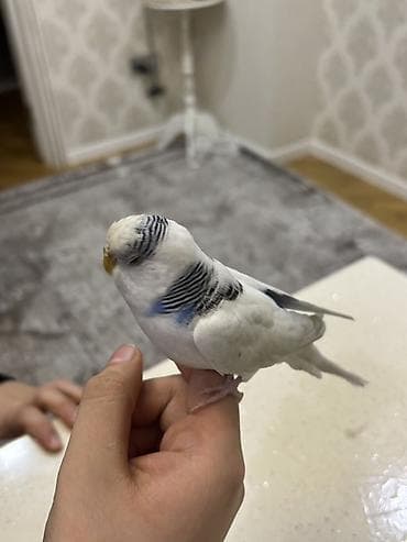 Heyvanlar üçün mallar: Məhsul: Budaqlı dalğalı tutuquşu (budgerigar, “xanımcıq”) Təsvir: - — 4