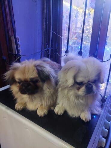 Pekines