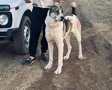 Digər heyvanlar: Alabay, Erkek — 1