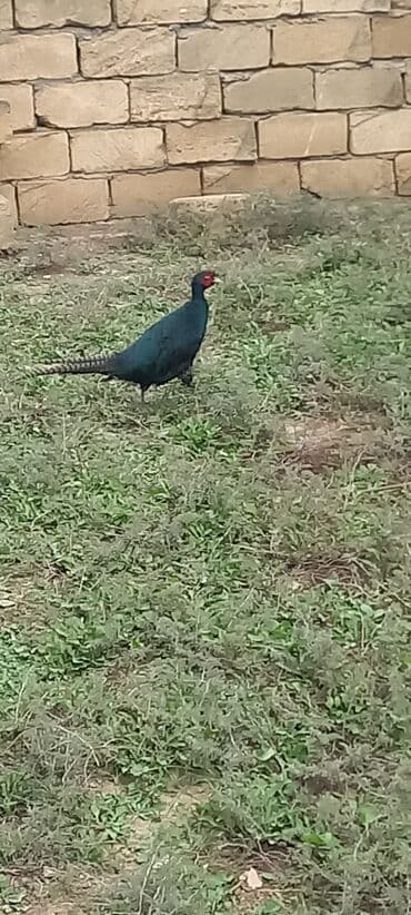 atla eşşəyin cütləşməsi: Zümrüd qırqovlu tək qaldığı ücün satram fərəsi qacıb bekar — 3