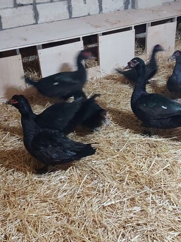 ördekler: Muscovy (barbar) ördəkləri – müxtəlif rənglərdə sürü Təsvir: - — 6