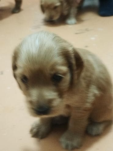 cau cau stenci: Koker spaniyel, 1 ay, Erkek, Sənədli, Ünvandan götürmə, Pulsuz çatdırılma, Ödənişli çatdırılma — 2