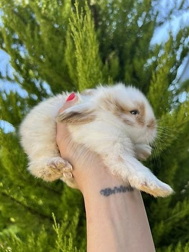cat tanışlıq: Çox gözəl və nadir rəngə sahib Holland Lop balası satılır. ✅ 1 — 4