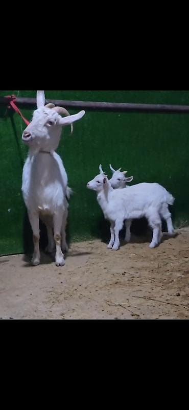 iri buynuzlu: Sütlü keçi ailəsi – ana keçi və iki bala - Cins: ağ rəngli, buynuzlu — 7