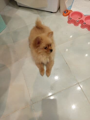 Heyvanlar üçün mallar: Şpitz, 3 ay, Erkek — 1