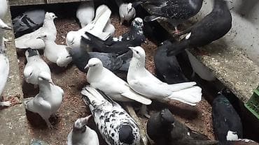 göyercinler: Optum satilir 25 den cox quwdur. tek satilmir unvan montin - Rənglər — 3