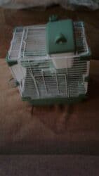 морские свинки купить: Xamyaklar satilir bozlar 1 ededi 3 azn cox alana 2.50 qepik Ag — 29