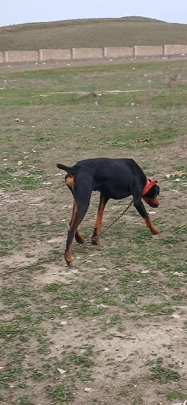 it xaski: Doberman, 1 il, Erkek, Peyvəndli, Ödənişli çatdırılma — 3