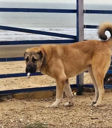 alabay itleri: Kanqal — 2