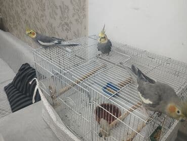 ev pişiyi növləri: 3 кореллы (2 самца, 1 самка) 1 волнистик (самка) Все с клетками и — 5