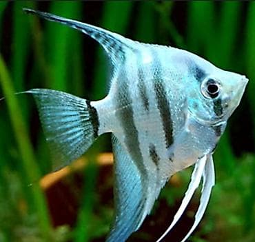 haski bala: Akvaryum üçün “Tam Başlanğıc Dəsti” – evdə balıq saxlamağa başlamaq — 6